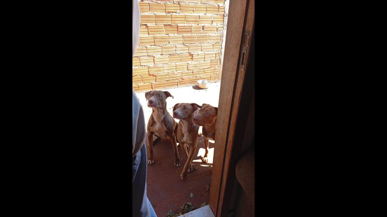 Cachorros Zeus, Tequila e Ravena desapareceram no bairro Santa Felicidade Cachorros Zeus, Tequila e Ravena desapareceram no bairro Santa Felicidade