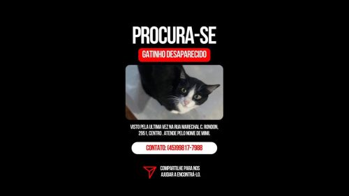 Gato Mimi desapareceu no bairro Centro Imagem referente a Gato Mimi desapareceu no bairro Centro