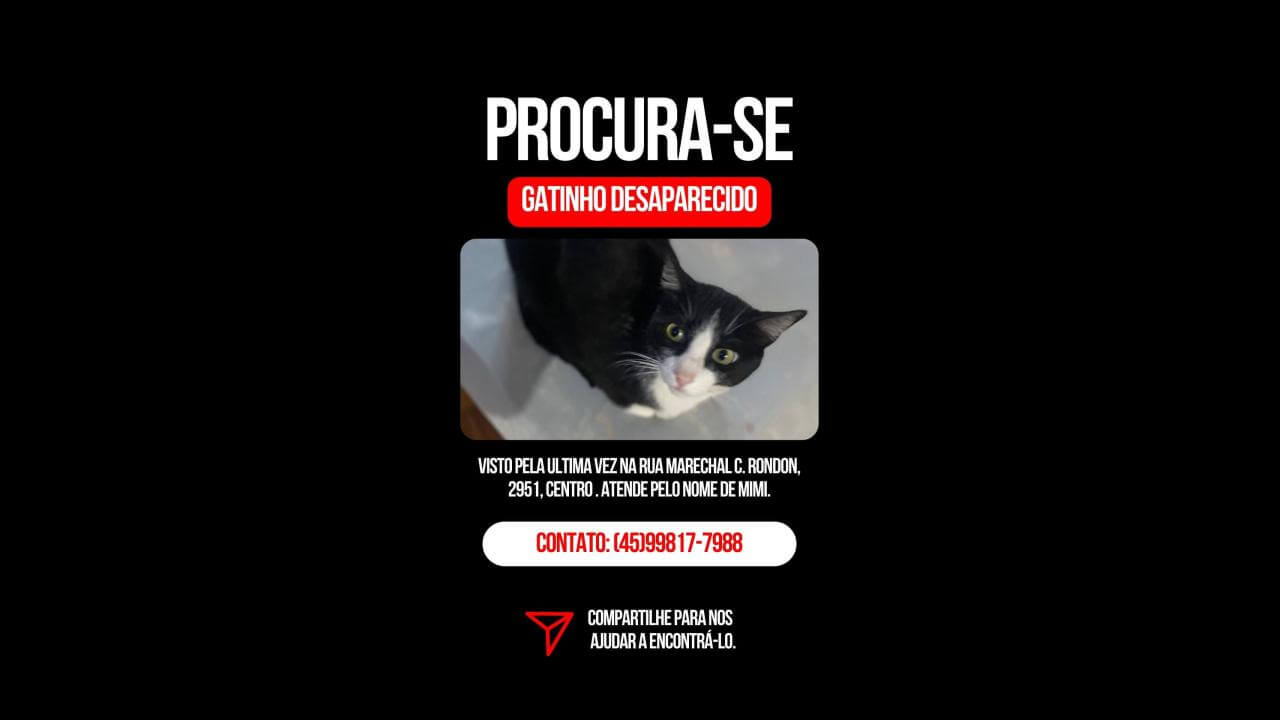Gato Mimi desapareceu no bairro Centro Gato Mimi desapareceu no bairro Centro