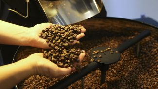 Setor cafeeiro pode ser forçado a redirecionar produção, diz Cepea/USP