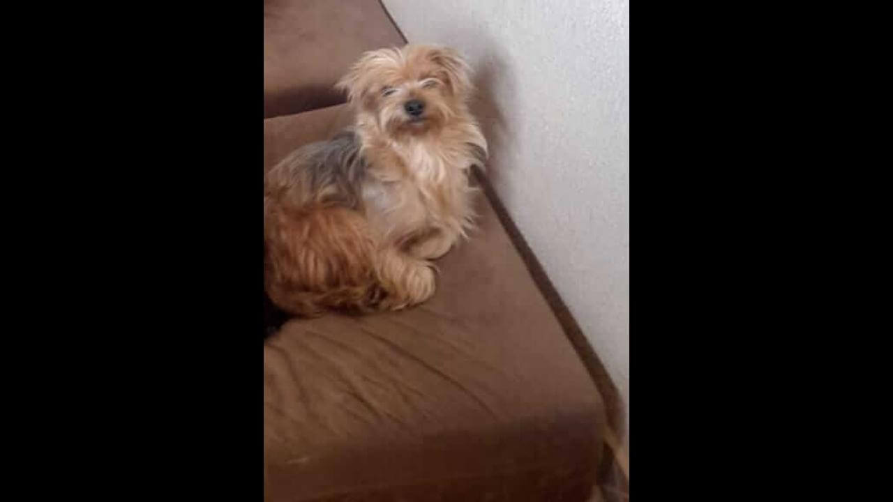 Cachorra desapareceu no bairro Coqueiral