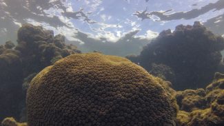 Calor, acidez das águas e pouco alimento ameaçam ecossistemas marinhos