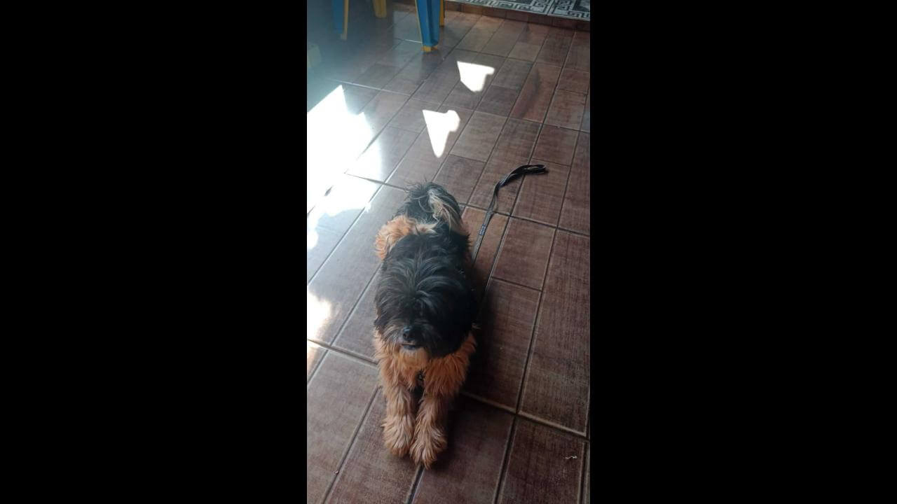 Cachorro é encontrado no bairro Morumbi