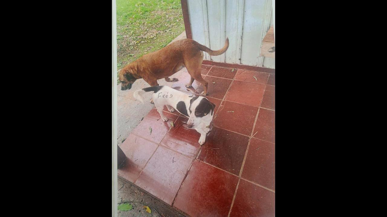 Cachorros Fred e Lila desapareceram no bairro Guarujá