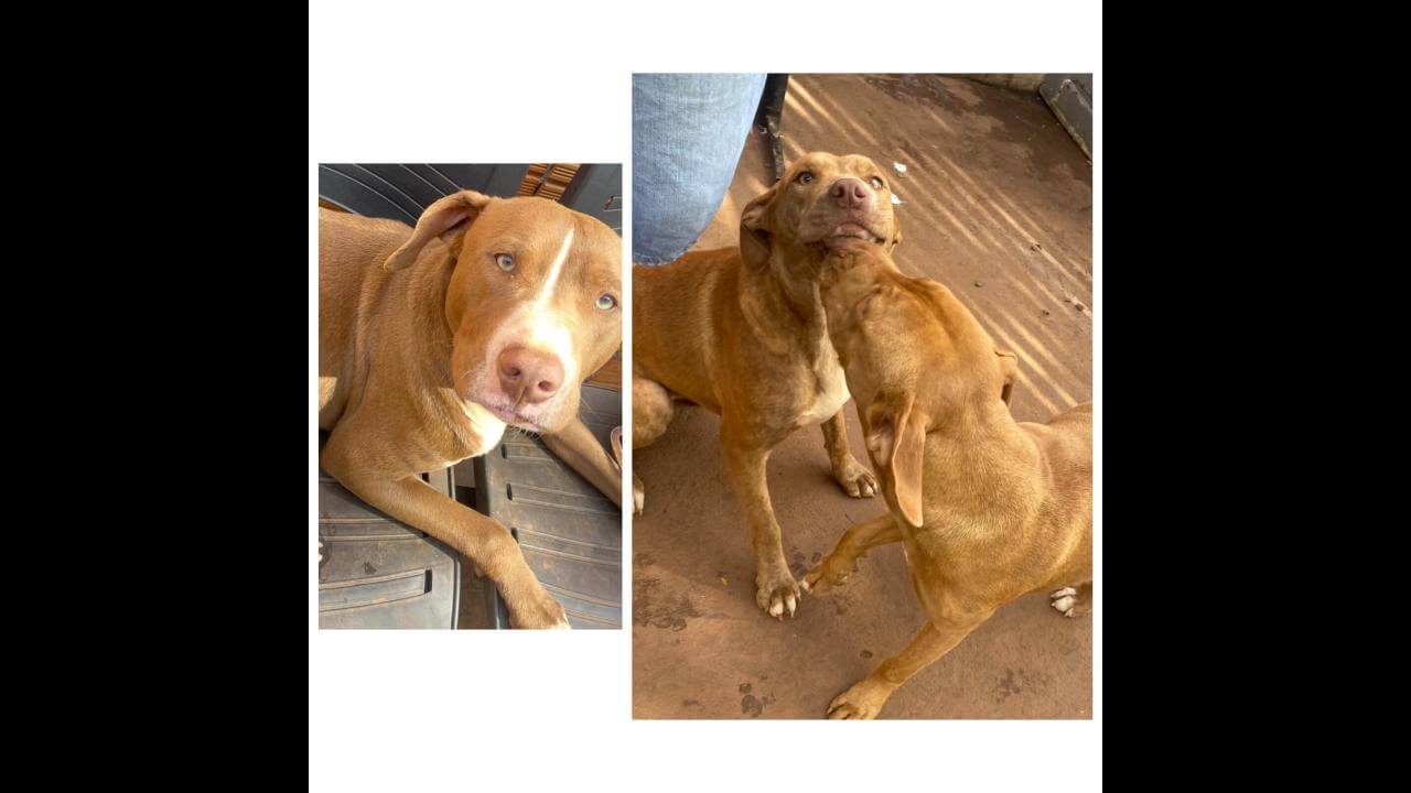 Cachorra é encontrada no bairro Santa Felicidade