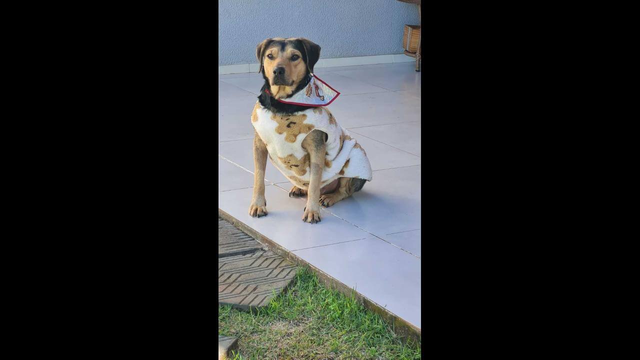 Cachorro é encontrado no bairro Maria Luiza