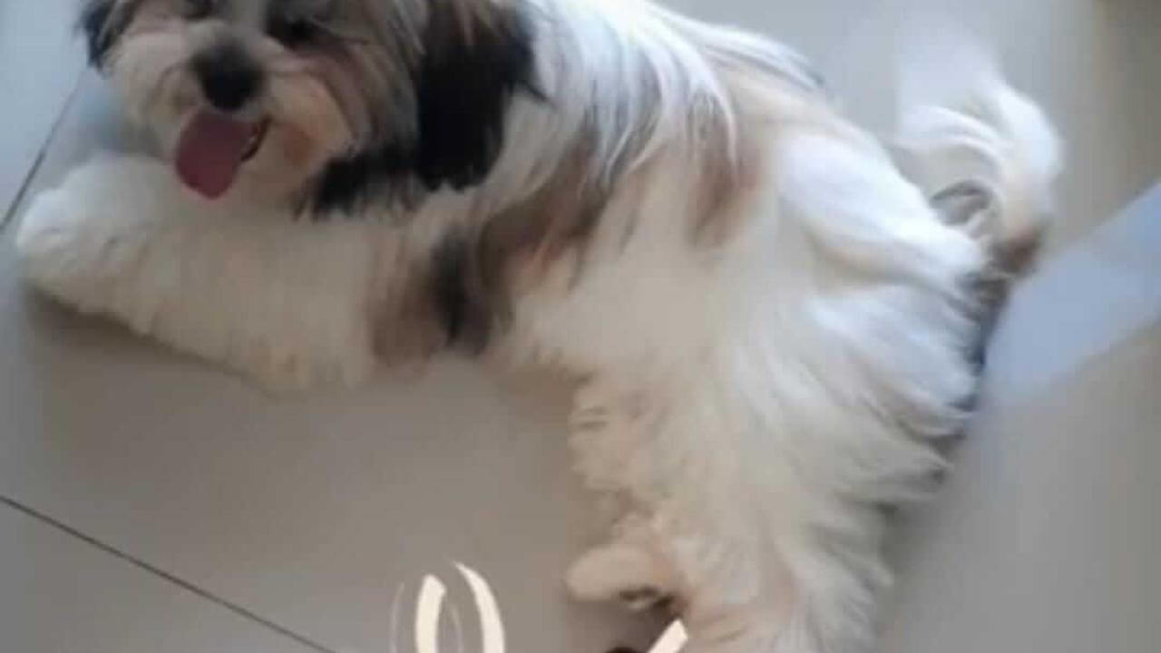 Cachorra Meg desapareceu no bairro Neva