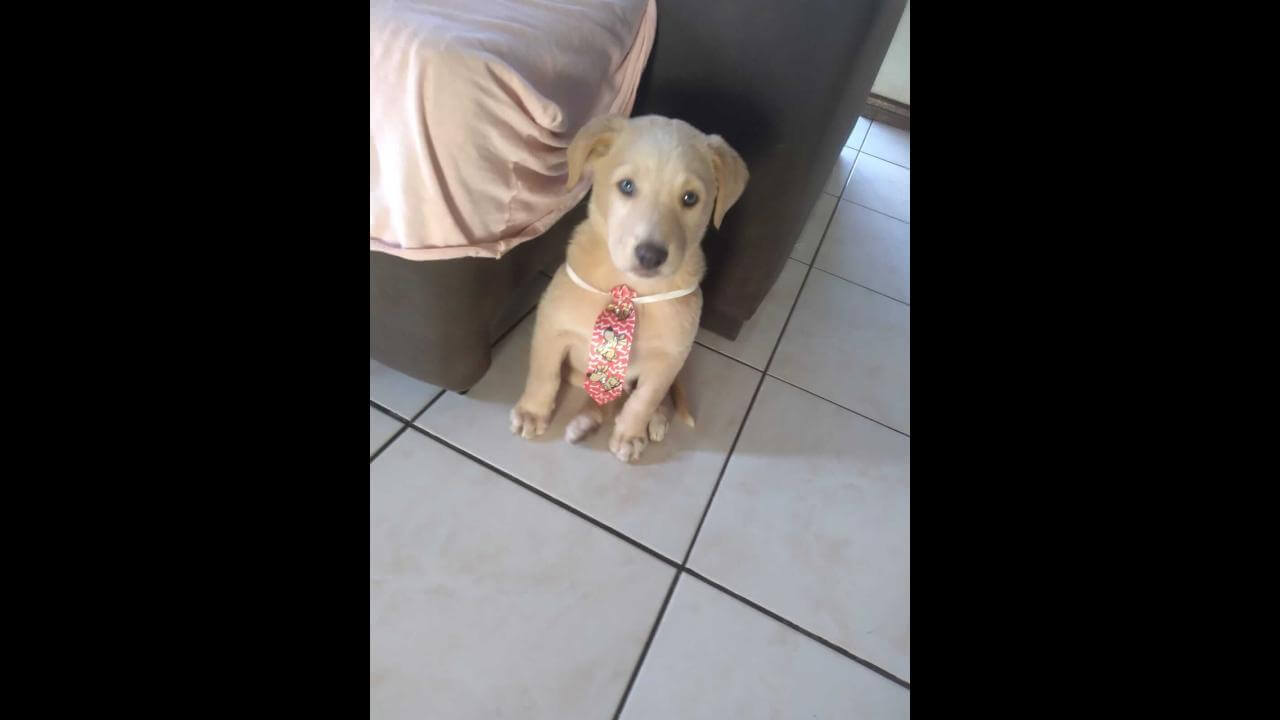 Cachorro é encontrado no bairro Brasmadeira