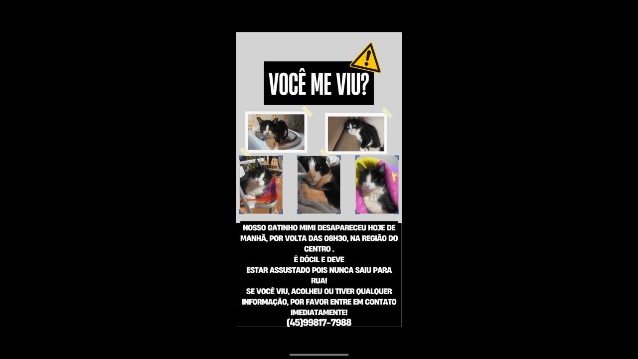 Gato Mimi- miminho desapareceu no bairro Centro