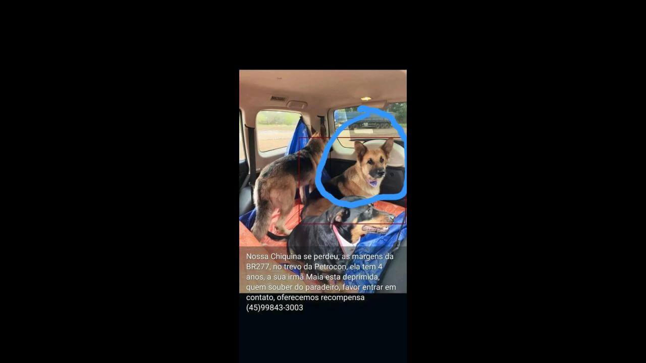 Cachorra Chiquina desapareceu no bairro 14 de Novembro