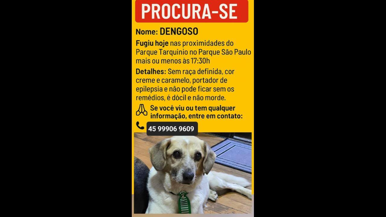Cachorro Dengoso desapareceu no bairro Parque São Paulo