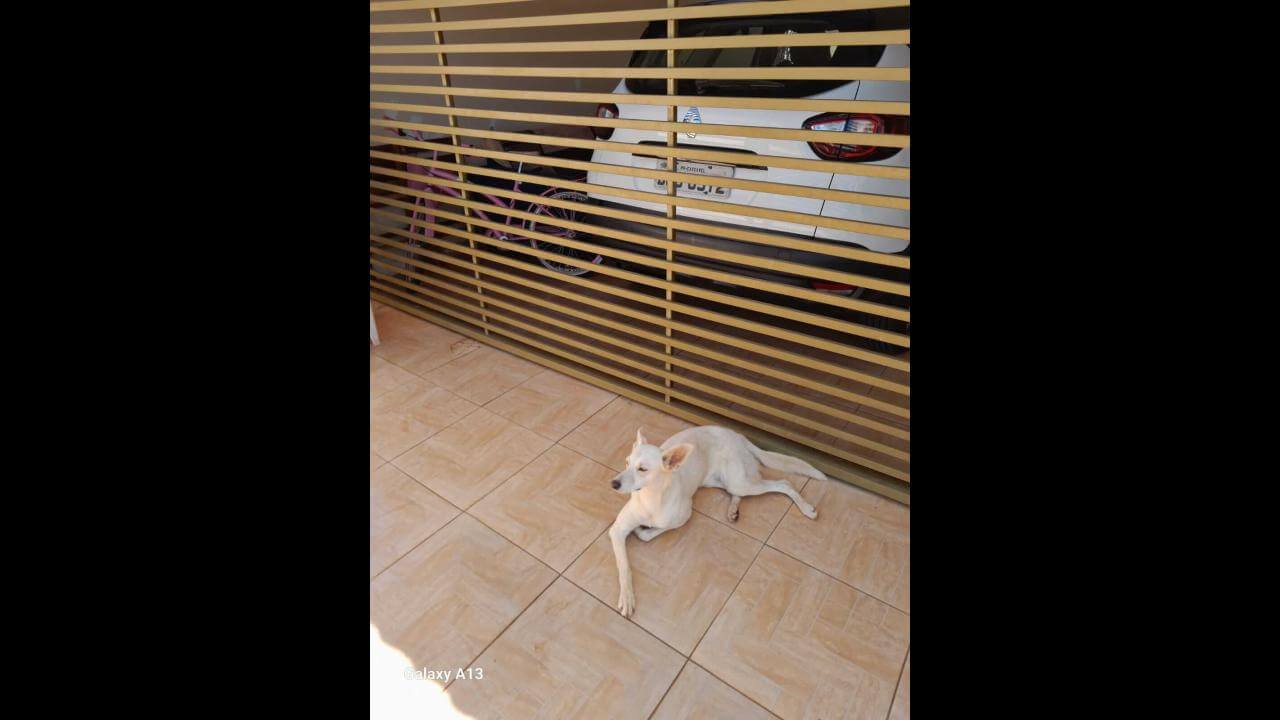 Cachorro Snow desapareceu no bairro Esmeralda Cachorro Snow desapareceu no bairro Esmeralda