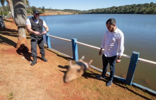 Capivaras são encontradas mortas com sinais de violência