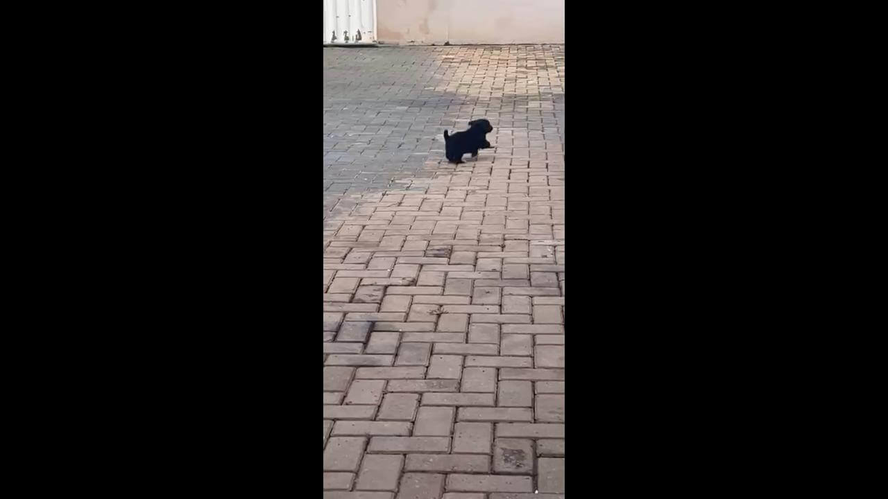 Cachorro Nike desapareceu no bairro Parque São Paulo Cachorro Nike desapareceu no bairro Parque São Paulo