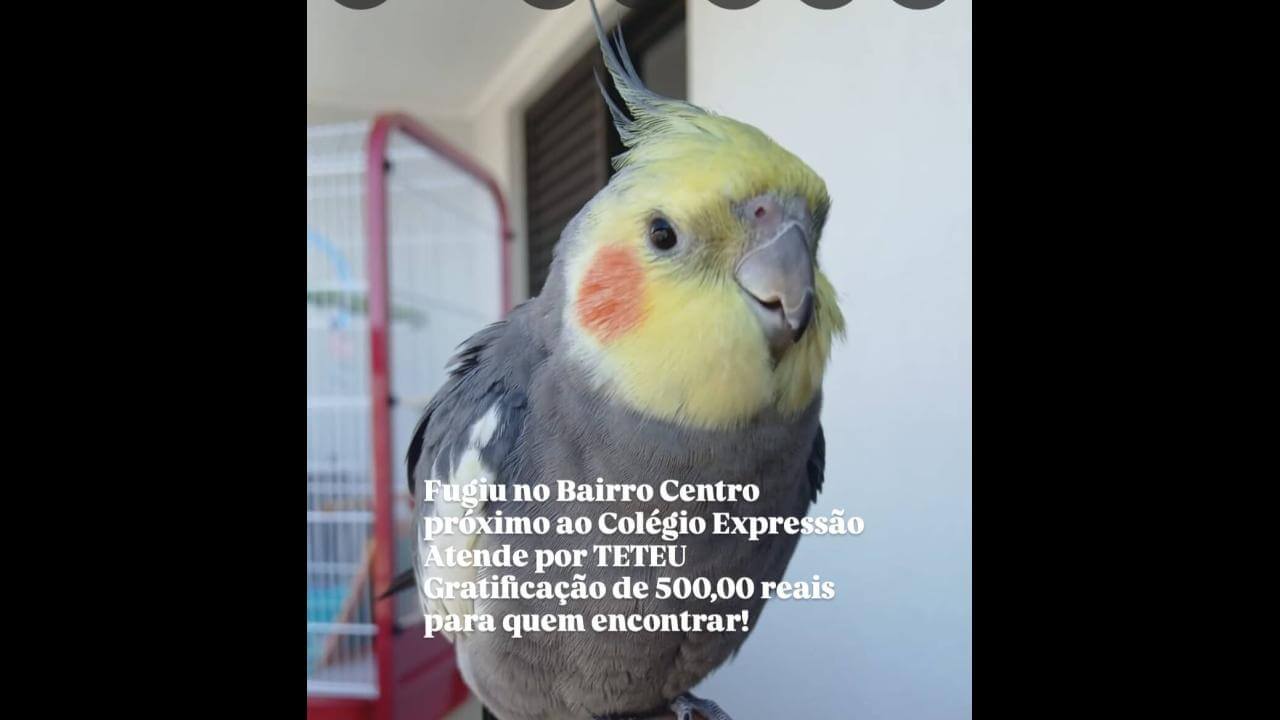 Calopsita Teteu desapareceu no bairro Centro Calopsita Teteu desapareceu no bairro Centro