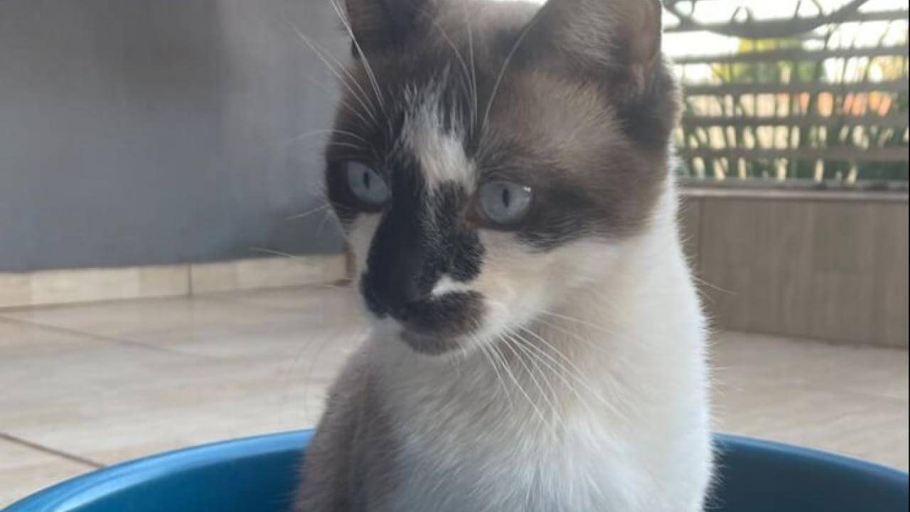 Gato Theodoro desapareceu no bairro São Cristóvão
