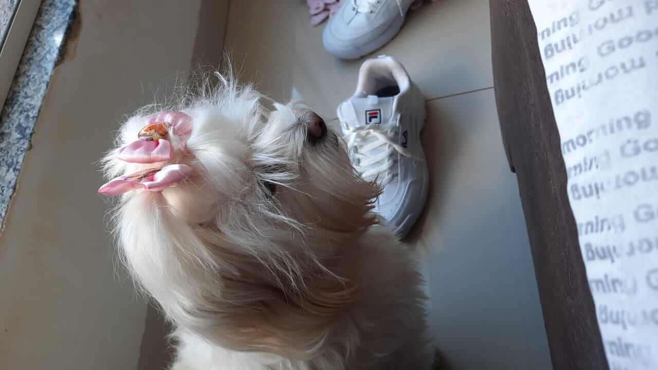Cachorra Lola desapareceu no bairro Jardim Padovani