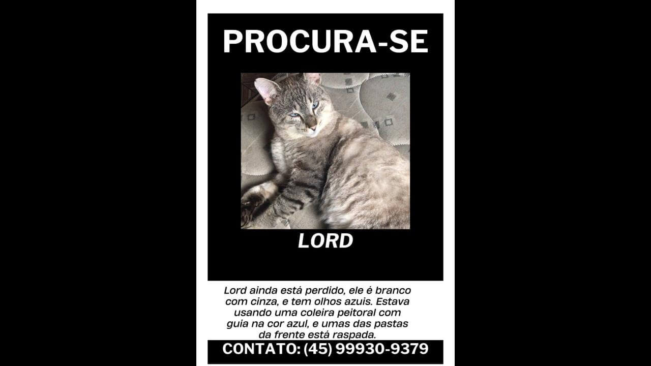 Gato Lord desapareceu no bairro Brasília