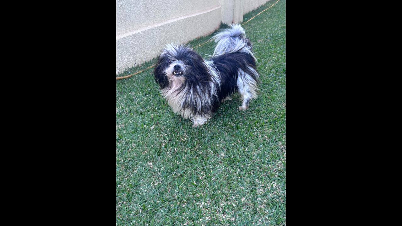 Cachorro é encontrado no bairro Universitário
