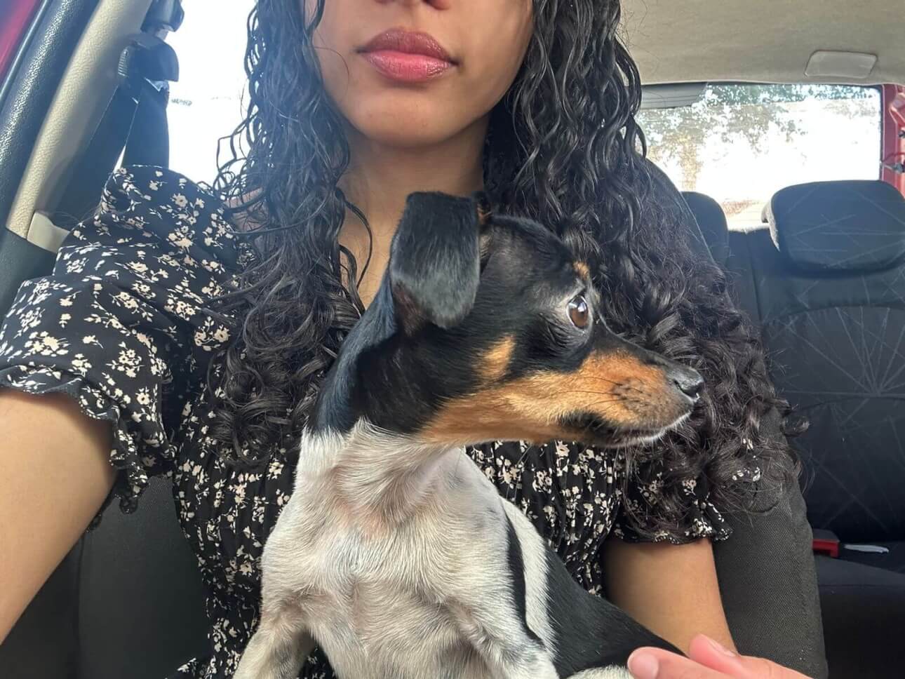 Cachorra Bella desapareceu no bairro São Cristóvão