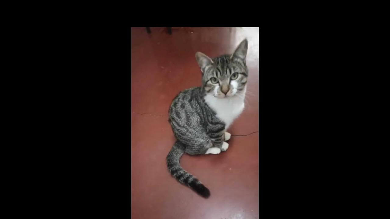 Gato John desapareceu no bairro 14 de Novembro