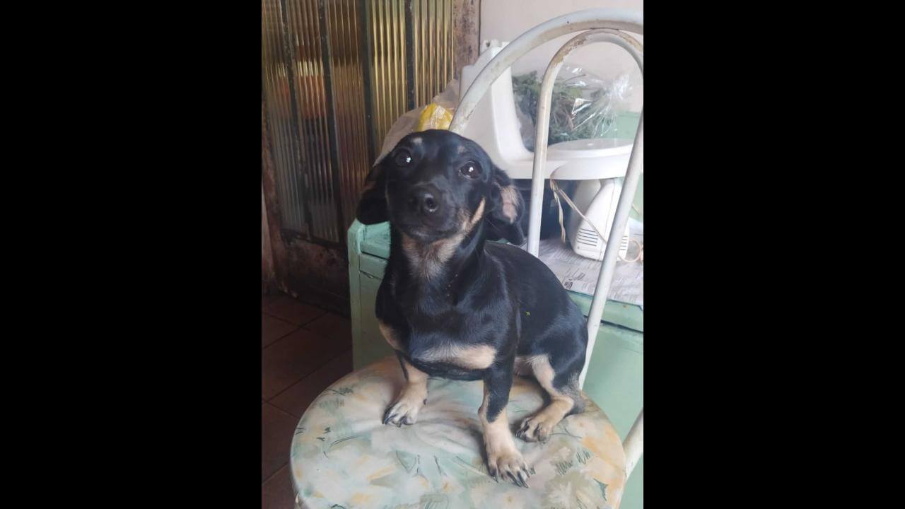 Cachorra Milka desapareceu no bairro Coqueiral Cachorra Milka desapareceu no bairro Coqueiral