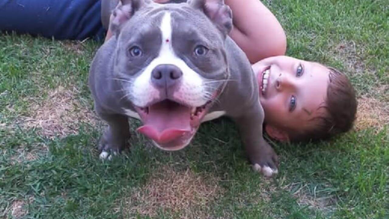 Cachorra Jade desapareceu no bairro Brasília Cachorra Jade desapareceu no bairro Brasília