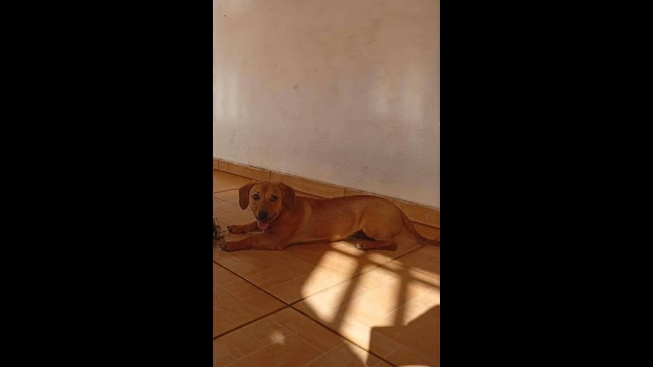 Cachorro Berlim desapareceu no bairro Alto Alegre Cachorro Berlim desapareceu no bairro Alto Alegre