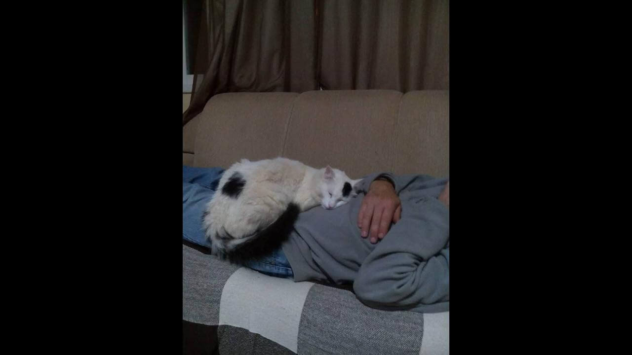 Gato Chulé desapareceu no bairro Parque São Paulo Gato Chulé desapareceu no bairro Parque São Paulo