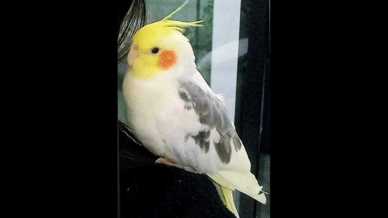 Calopsita Toquinho desapareceu no bairro Nova Cidade Calopsita Toquinho desapareceu no bairro Nova Cidade