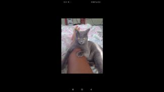 Imagem referente a Gato Gaspar desapareceu no bairro Região do Lago