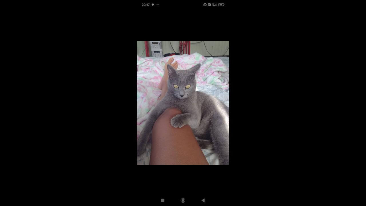 Gato Gaspar desapareceu no bairro Região do Lago Gato Gaspar desapareceu no bairro Região do Lago