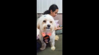 Imagem referente a Cachorro Semy desapareceu no bairro Santa Felicidade
