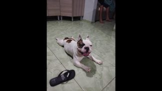 Imagem referente a Cachorro Thanos desapareceu no bairro Brasmadeira