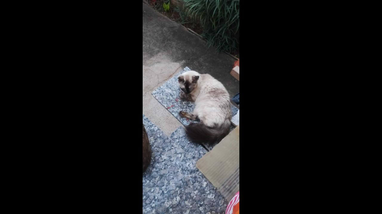 Gata Mia desapareceu no bairro Cascavel Velho