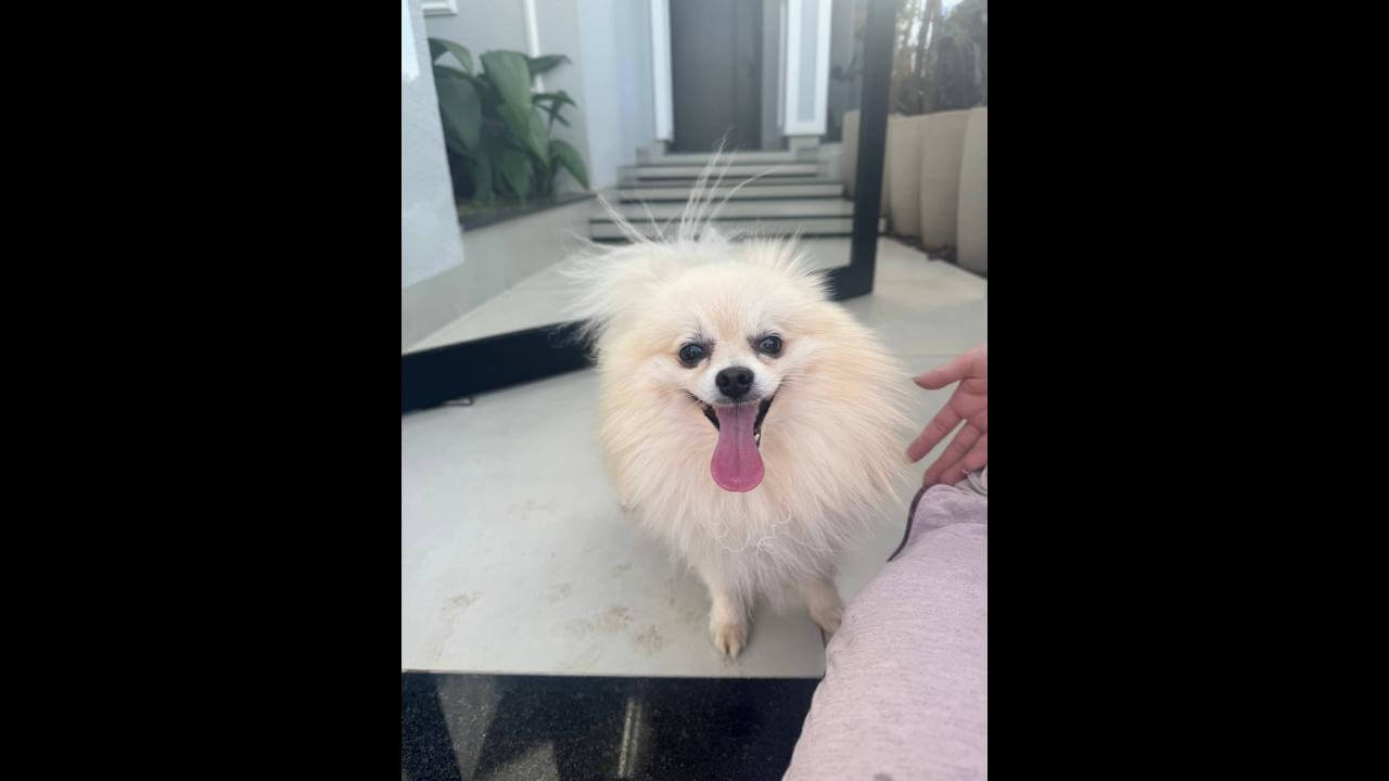 Cachorro é encontrado no bairro Neva