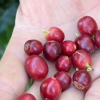 Imagem referente a China habilita 183 empresas brasileiras a exportar café para o país