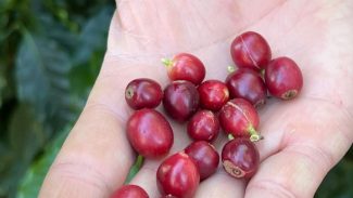 China habilita 183 empresas brasileiras a exportar café para o país