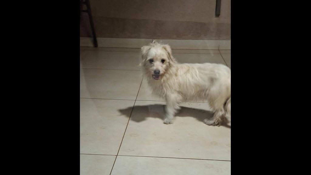 Cachorro é encontrado no bairro Fag Cachorro é encontrado no bairro Fag
