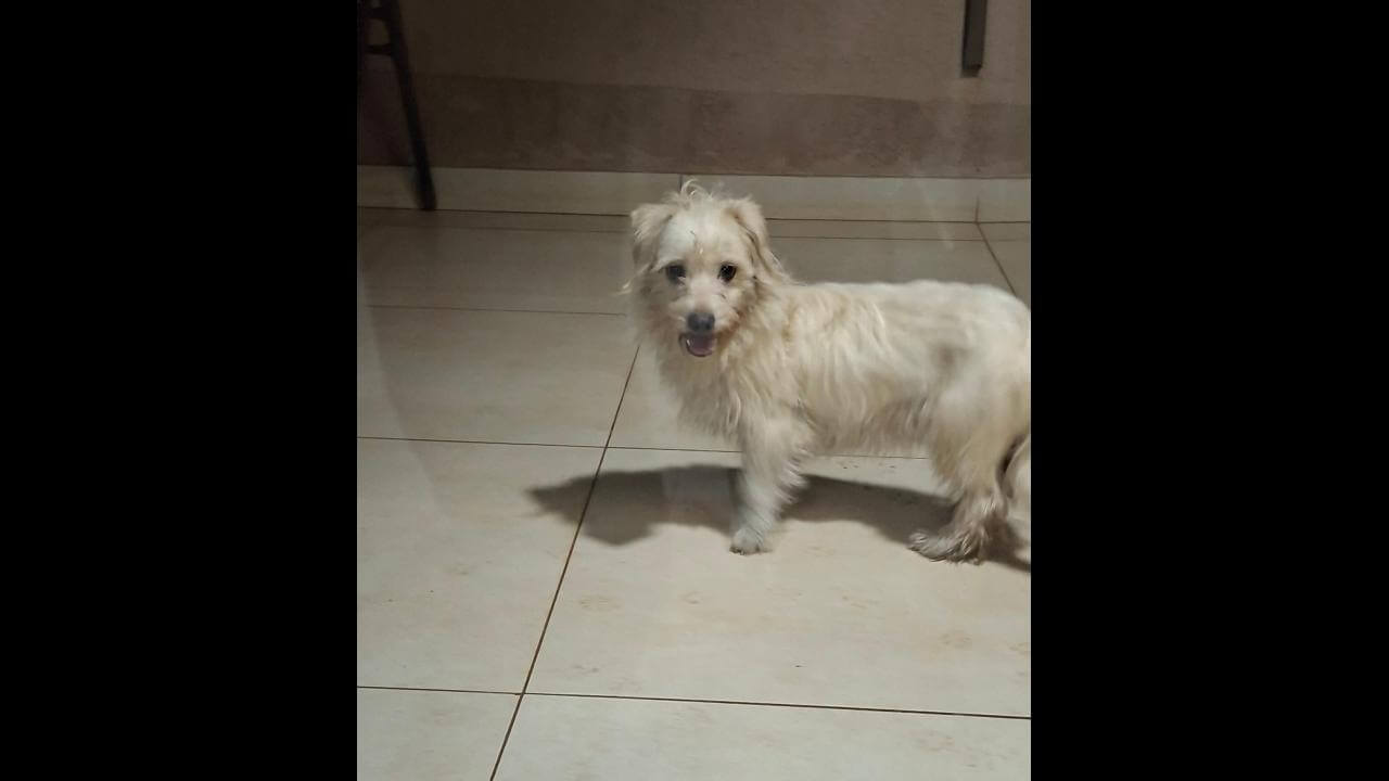 Cachorro é encontrado no bairro Fag