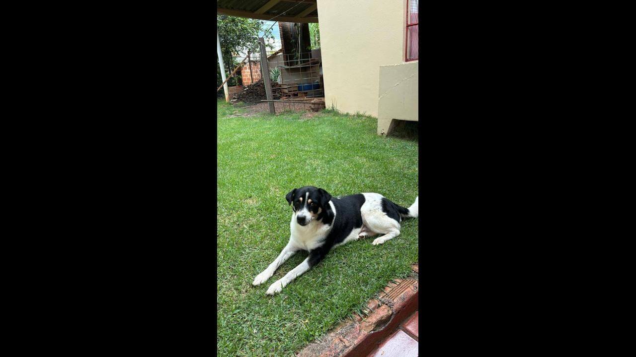 Cachorro Scooby desapareceu no bairro São Cristóvão