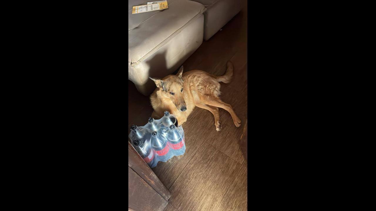 Cachorra Léia desapareceu no bairro Coqueiral Cachorra Léia desapareceu no bairro Coqueiral