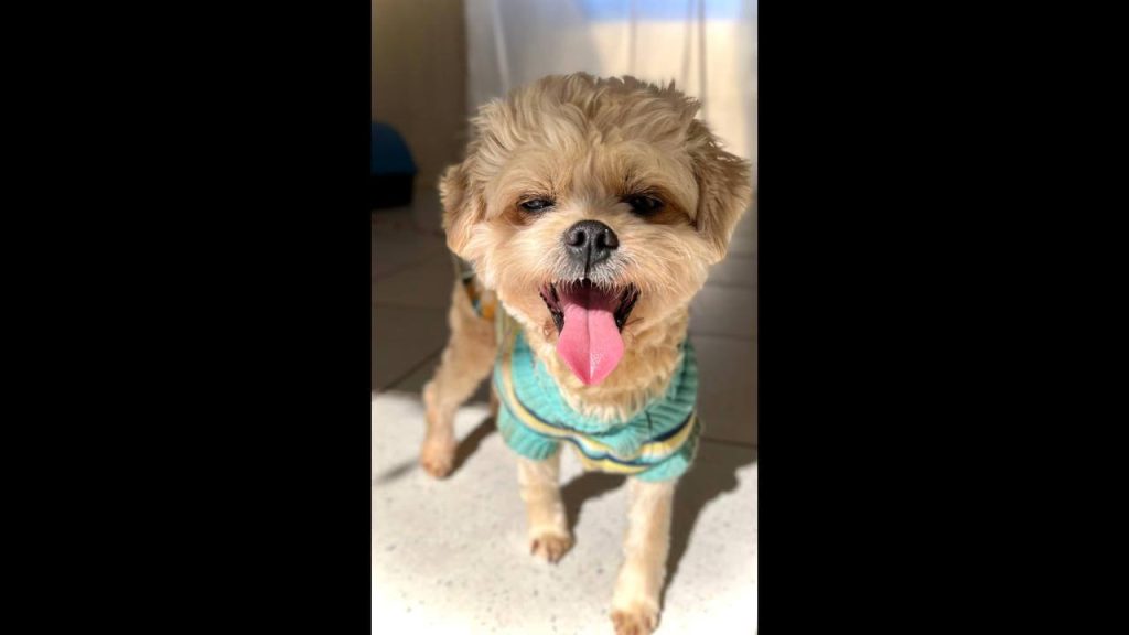 Cachorro Bobi desapareceu no bairro Brasmadeira Cachorro Bobi desapareceu no bairro Brasmadeira