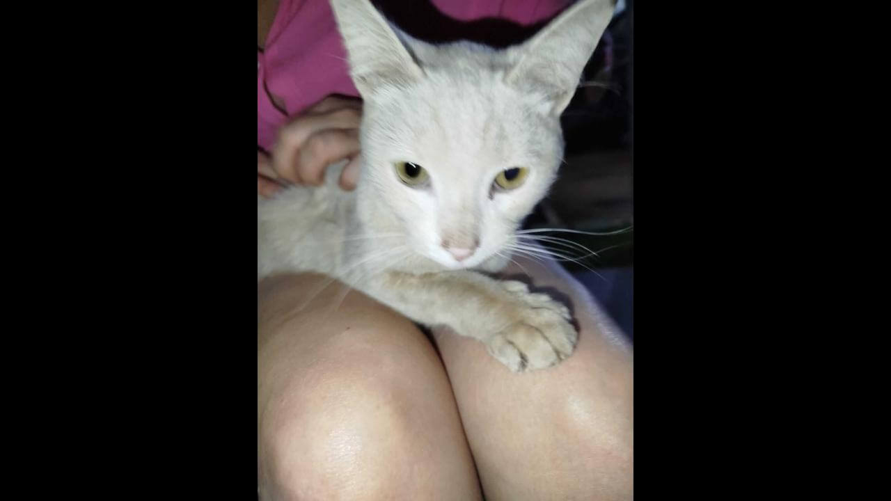 Gata é encontrada no bairro Neva Gata é encontrada no bairro Neva