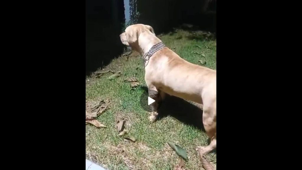 Cachorra Jade desapareceu no bairro Claudete Cachorra Jade desapareceu no bairro Claudete