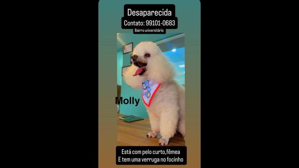 Cachorra Molly desapareceu no bairro Universitário Cachorra Molly desapareceu no bairro Universitário