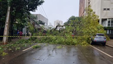 Imagem referente a Queda de árvore derruba postes e interdita Rua Minas Gerais no Centro