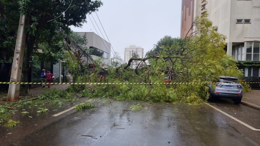 Queda de árvore derruba postes e interdita Rua Minas Gerais no Centro