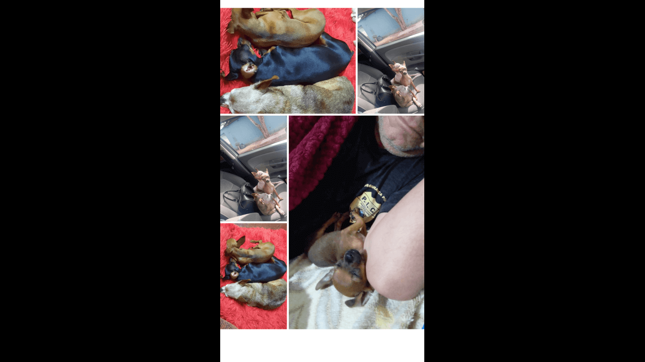 Cachorra Faisca desapareceu no bairro Brasmadeira