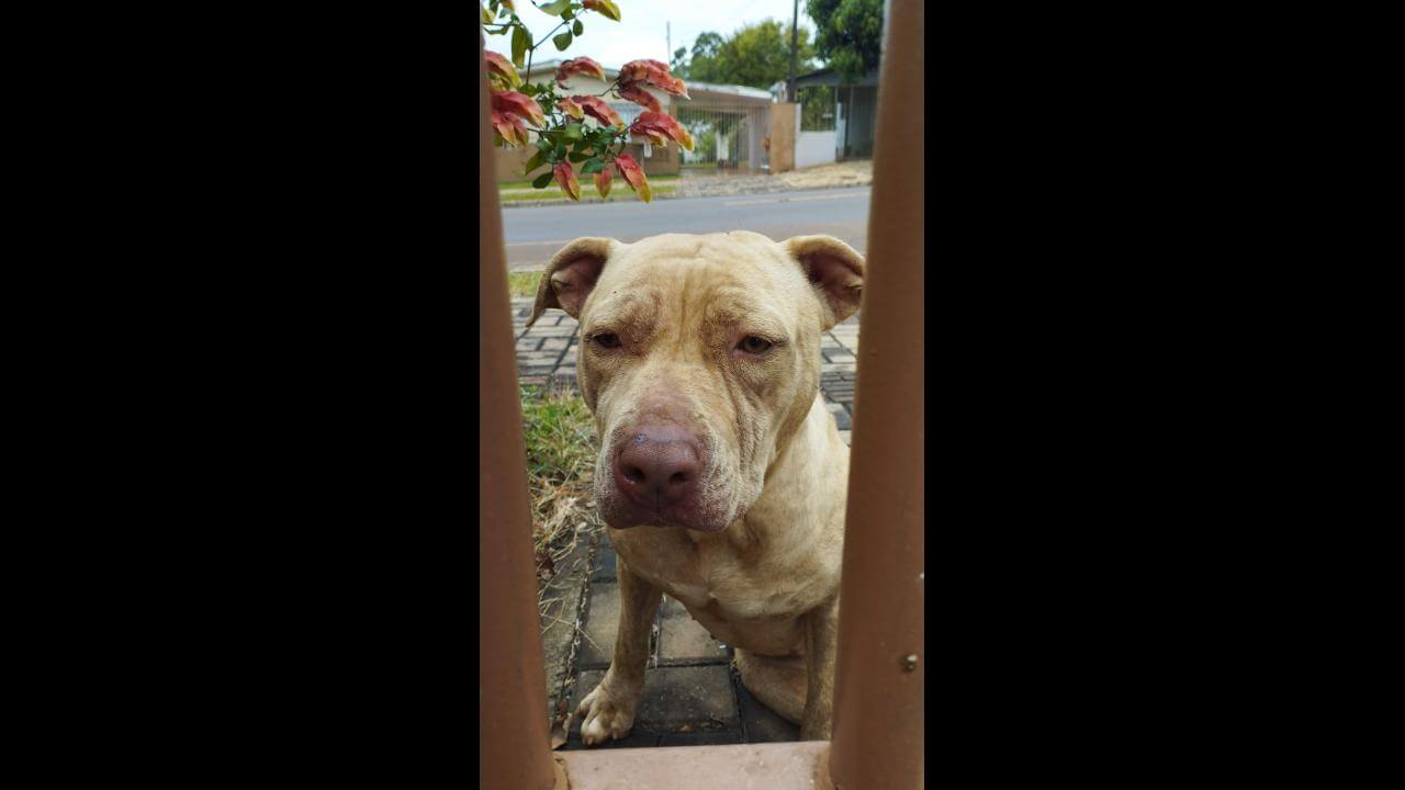 Cachorra é encontrada no bairro Claudete